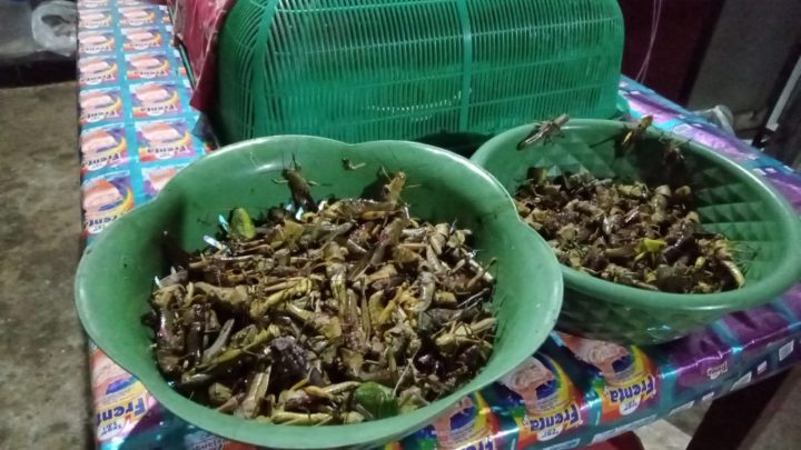 Belalang Goreng, Makanan Khas Desa Karangpatihan Ponorogo