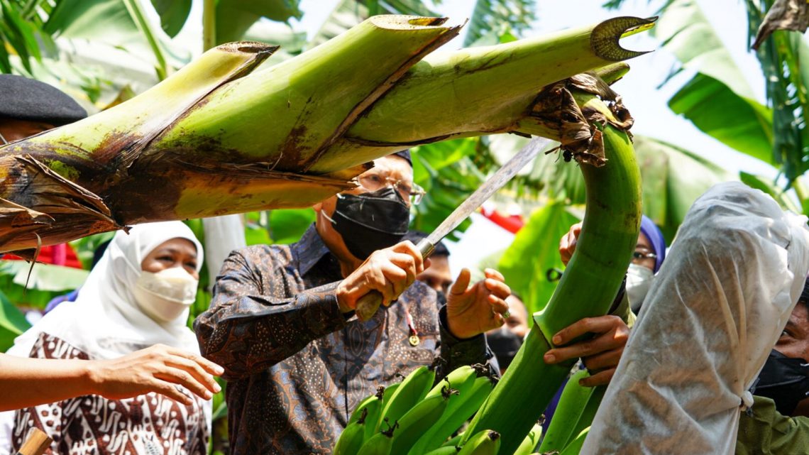 Kunjungi Ponorogo, Wapres Ma’ruf Amin Dorong Sektor Pertanian dan UMKM go Internasional