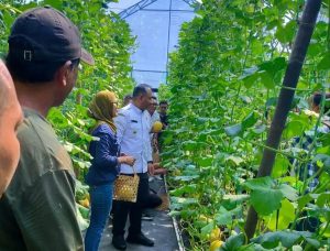 Petani Ngawi Sukses Budidaya Melon Premium Inthanom