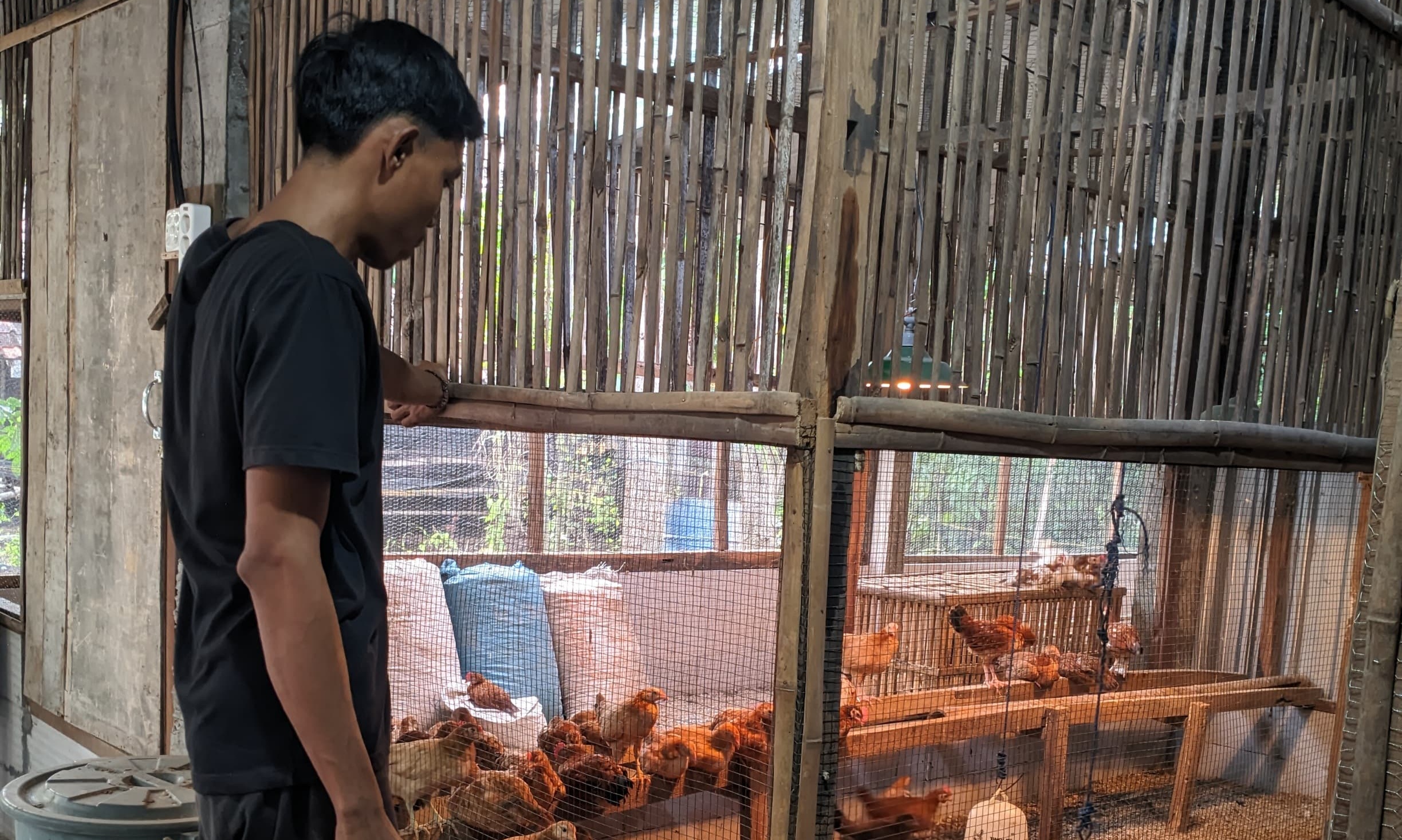 Pemuda Ponorogo Sukses Berternak Ayam Jawa