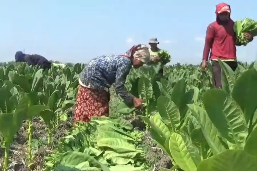 500 Hektar Tembakau di Ngawi Gagal Panen