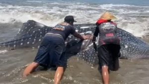 Hiu Paus Terdampar di Cengkrong Trenggalek, Dievakuasi