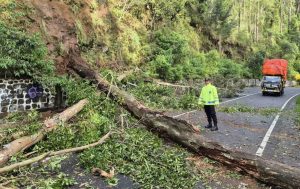 Pohon Tumbang, Tutup Jalan Cemorosewu-Sarangan Magetan