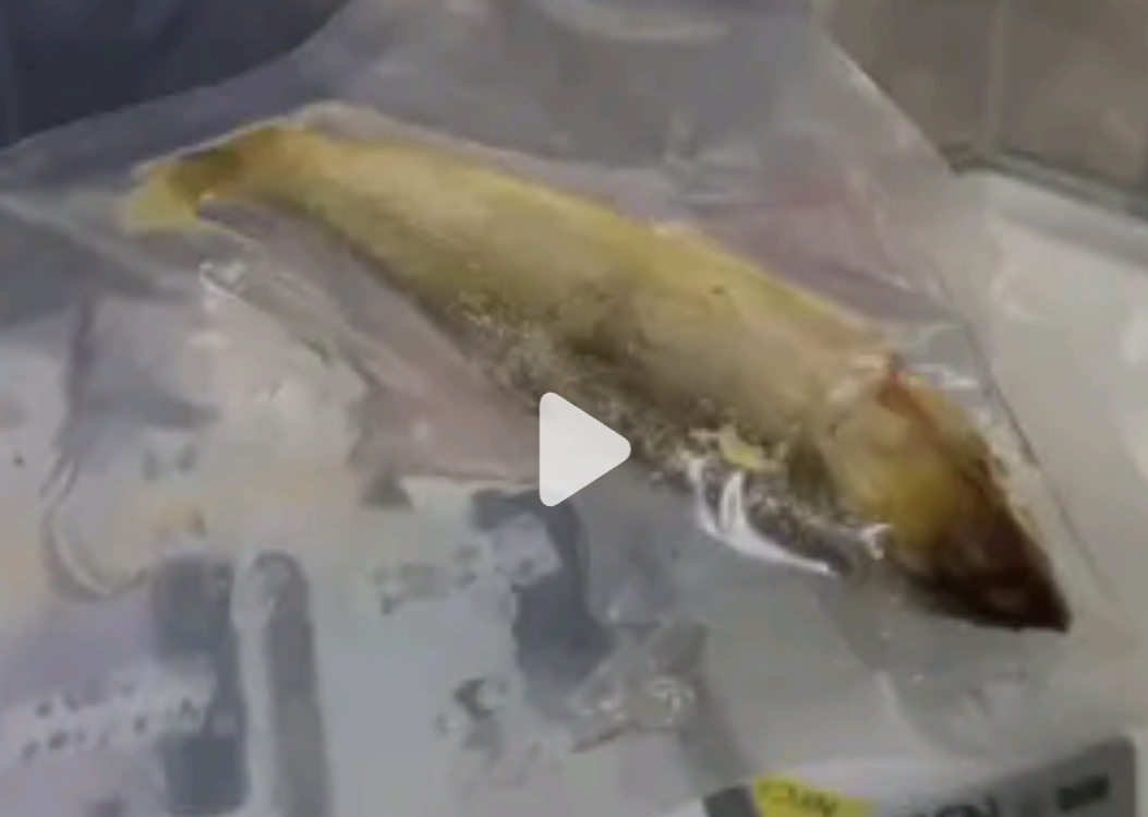 Viral, Unggahan Menu MBG di SMA Ngrayun, Ponorogo Berbelatung, SPPG Klarifikasi