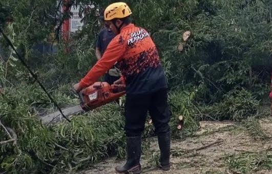 Pohon Tumbang di Kartoharjo, Magetan, 1 Bocil Meninggal