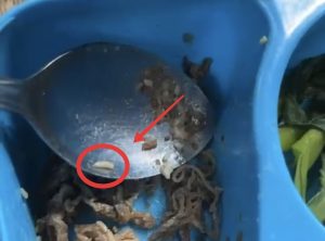 Lagi-lagi Menu MBG berulat, Kembali Terjadi di Ponorogo